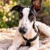 Malino  sportlicher Windhund-Mix sucht seine Menschen ❤