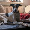 Malino  sportlicher Windhund-Mix sucht seine Menschen ❤