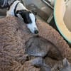 Malino  sportlicher Windhund-Mix sucht seine Menschen ❤