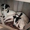 Malino  sportlicher Windhund-Mix sucht seine Menschen ❤