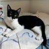 Felix, kleine Schnurrmaschine, ca. 7 Monate