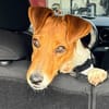 Foxi, lebensfroher Foxterriermix, ca. 2 Jahre