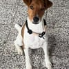 Foxi, lebensfroher Foxterriermix, ca. 2 Jahre
