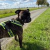 Boxermix Buddy sucht sportliche Menschen