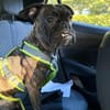 Boxermix Buddy sucht sportliche Menschen