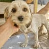 Kleine zarte Milla sucht Menschen zum Ankommen