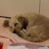 Kleine zarte Milla sucht Menschen zum Ankommen