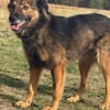 Alice  eine wundervolle Begleiterin