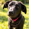 Luna- sensible Junghündin sucht ihr Für-immer-Zuhause