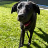 Luna- sensible Junghündin sucht ihr Für-immer-Zuhause