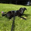 Luna- sensible Junghündin sucht ihr Für-immer-Zuhause