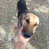 Kimba eine Hündin für Liebhaber