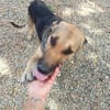 Kimba eine Hündin für Liebhaber