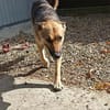 Kimba eine Hündin für Liebhaber