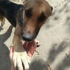 Kimba eine Hündin für Liebhaber