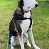 Portia geb. ca. 06/2017, 21220 Seevetal