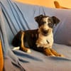 Ronja sucht ihr Für-Immer-Zuhause