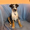 Ronja sucht ihr Für-Immer-Zuhause