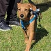 Bobby3, der Süße, sucht seine Familie - NEUE FOTOS & VIDEO