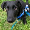 Bub♥Spunky♥liebes Familienmitglied wartet in 09648 Mittweida