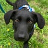 Bub♥Spunky♥liebes Familienmitglied wartet in 09648 Mittweida