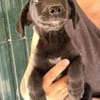 Bub♥Spunky♥liebes Familienmitglied wartet in 09648 Mittweida