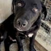 Junghund Giotto in HAMBURG sucht Familie
