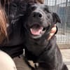 Junghund Giotto in HAMBURG sucht Familie