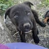 Junghund Giotto in HAMBURG sucht Familie