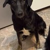 Charmanter Sammy sucht seine 2. Chance