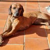 Zara 💝 liebe Hündin auf Pflegestelle in Würzburg