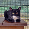 CASSIUS