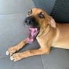 Bandit, voleur de coeurs