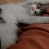 GRIOTTE