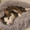 Titos aus dem Tierschutz