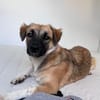 Zauberhafte Lou sucht in Trier ihre Menschen!
