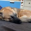 Zauberhafte Lou sucht in Trier ihre Menschen!