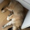 Zauberhafte Lou sucht in Trier ihre Menschen!