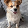 Maxi  kleiner Hund mit ganz großem Herzen!