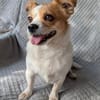 Maxi  kleiner Hund mit ganz großem Herzen!