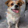 Maxi  kleiner Hund mit ganz großem Herzen!