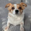 Maxi  kleiner Hund mit ganz großem Herzen!