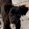 Paula💕ein echter Gute-Laune-Hund