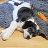 Süßes Hundekind Baloo(4 Mon,32 cm, 5kg) sucht sein Zuhause