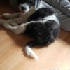 Süßes Hundekind Baloo(4 Mon,32 cm, 5kg) sucht sein Zuhause