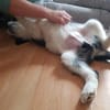 Süßes Hundekind Baloo(4 Mon,32 cm, 5kg) sucht sein Zuhause