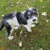 Süßes Hundekind Baloo(4 Mon,32 cm, 5kg) sucht sein Zuhause