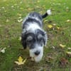 Süßes Hundekind Baloo(4 Mon,32 cm, 5kg) sucht sein Zuhause