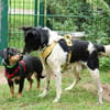 Harvey 45 cm geb. 12/2015 wäre fast verhungert