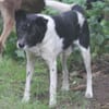 Harvey 45 cm geb. 12/2015 wäre fast verhungert